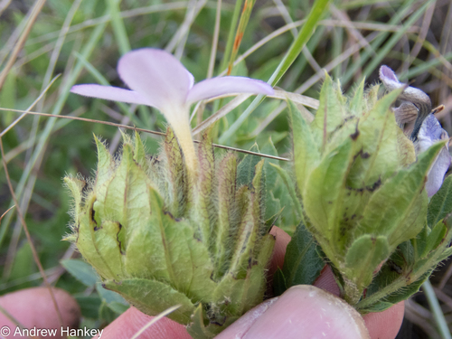 Barleria macrostegia