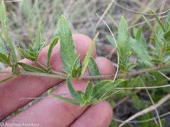 Barleria macrostegia