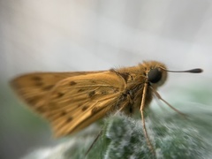 Hylephila phyleus