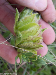 Barleria macrostegia