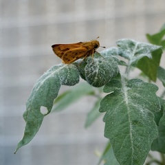 Hylephila phyleus