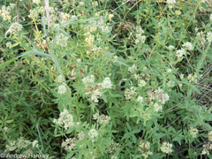 Agathisanthemum bojeri