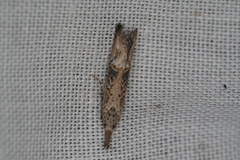 Copamyntis leptocosma