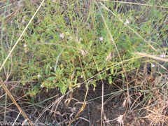 Hermannia boraginiflora