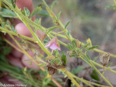 Hermannia boraginiflora