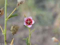 Hermannia boraginiflora