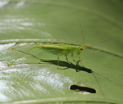 Austrophlugis orumbera