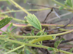Hermannia boraginiflora