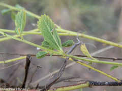 Hermannia boraginiflora
