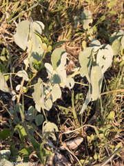 Abutilon austro-africanum