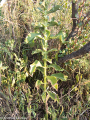Kalanchoe lanceolata