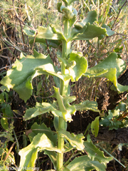 Kalanchoe lanceolata