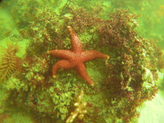Fromia schultzei