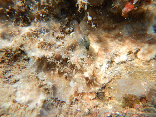 Synalpheus tumidomanus observed 2022-03-14