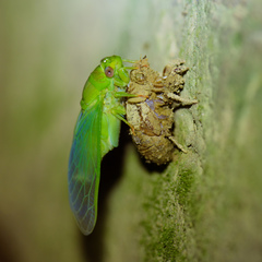 Chremistica ochracea