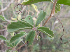 Cyphostemma puberulum