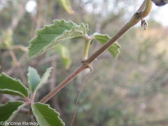 Cyphostemma puberulum
