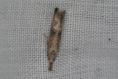 Copamyntis leptocosma