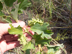 Harpagophytum zeyheri