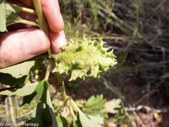 Harpagophytum zeyheri