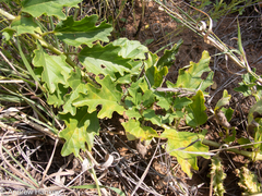 Harpagophytum zeyheri