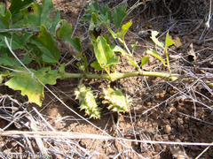 Harpagophytum zeyheri