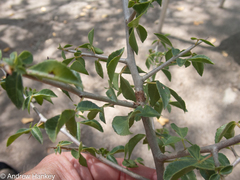 Commiphora neglecta