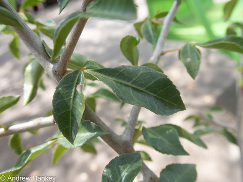 Commiphora neglecta