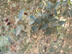 Jasminum breviflorum
