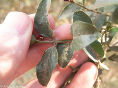 Jasminum breviflorum