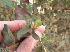 Jasminum breviflorum