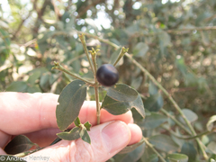 Jasminum breviflorum