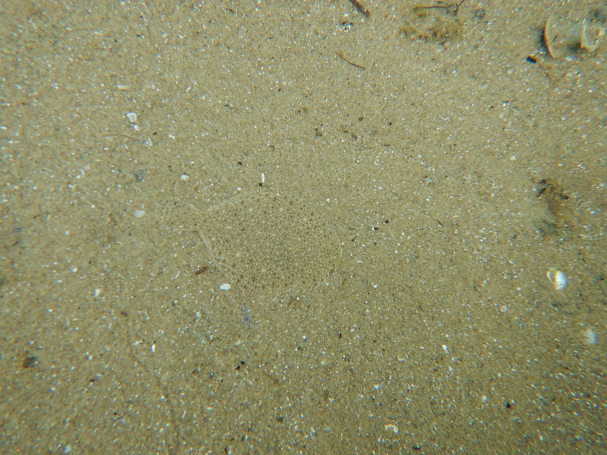 Tudor's Flounder photo 3