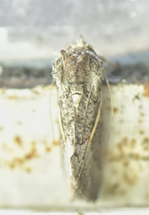 Vittaplusia vittata