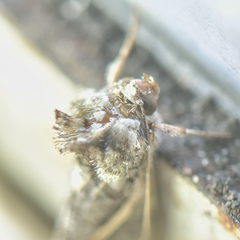Vittaplusia vittata
