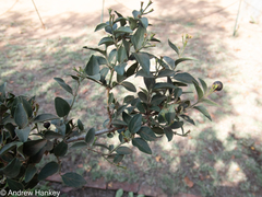 Jasminum breviflorum
