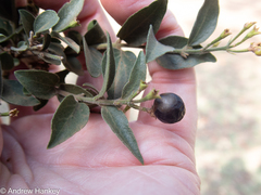 Jasminum breviflorum
