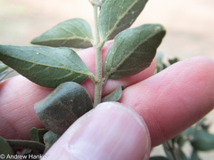 Jasminum breviflorum