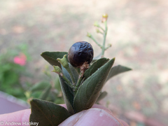 Jasminum breviflorum