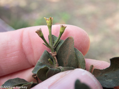 Jasminum breviflorum