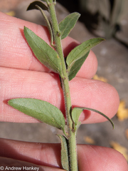 Jasminum breviflorum