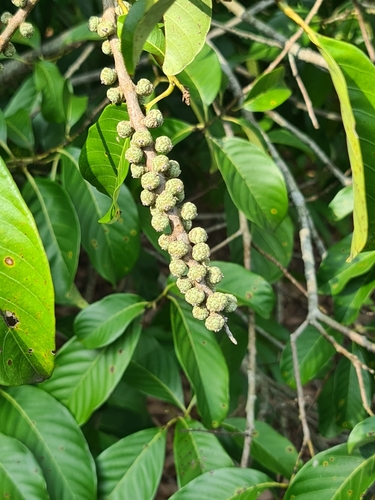 Castanopsis inermis observed 2022-03-14