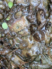Ambrysus