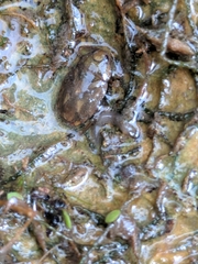 Ambrysus