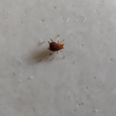 Aphidinae