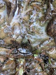 Ambrysus
