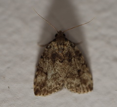Tolpia conscitulana