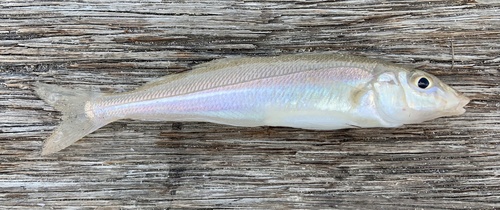 Bass strait whiting (Sillago bassensis) — Sillaginidae — 3