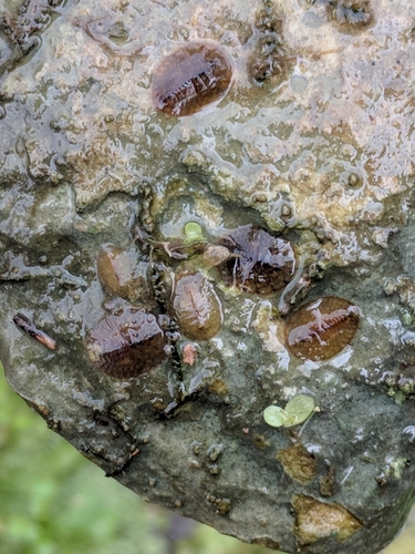 Texas Water Penny Beetle photo 5