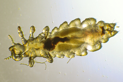 Pediculus humanus